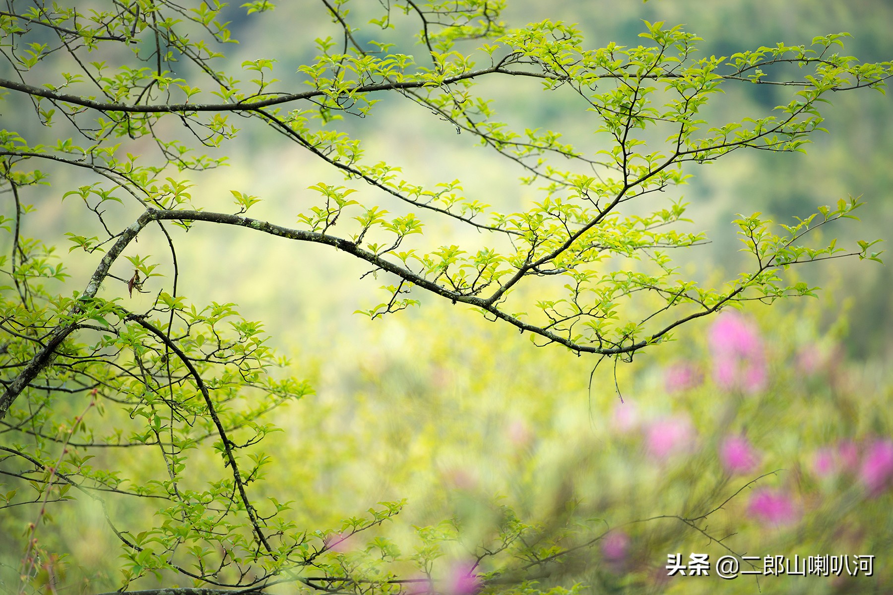 去喇叭河景区,去喇叭河玩住哪里
