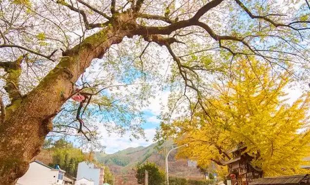 海曙古村落,宁波四明山海曙古村落