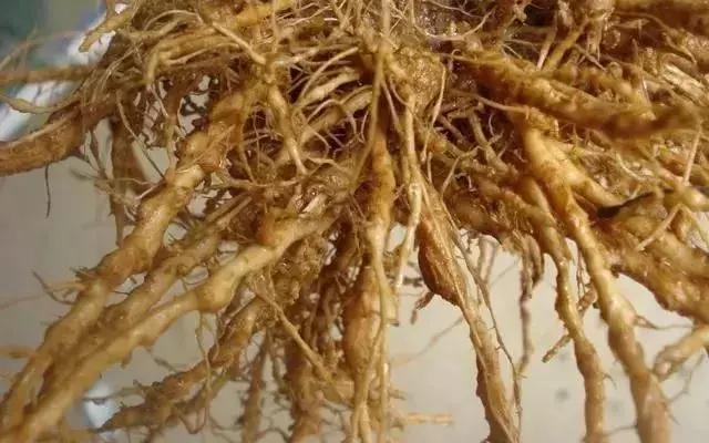 线虫对哪些作物有影响,作物线虫危害