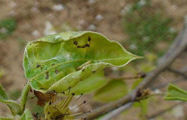 苹果小卷叶蛾怎么治疗,苹果小卷叶蛾的防治方法