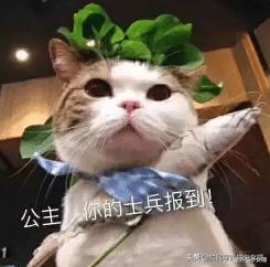 想要训练有效的基本原则,怎么训猫咪让它听话长记性