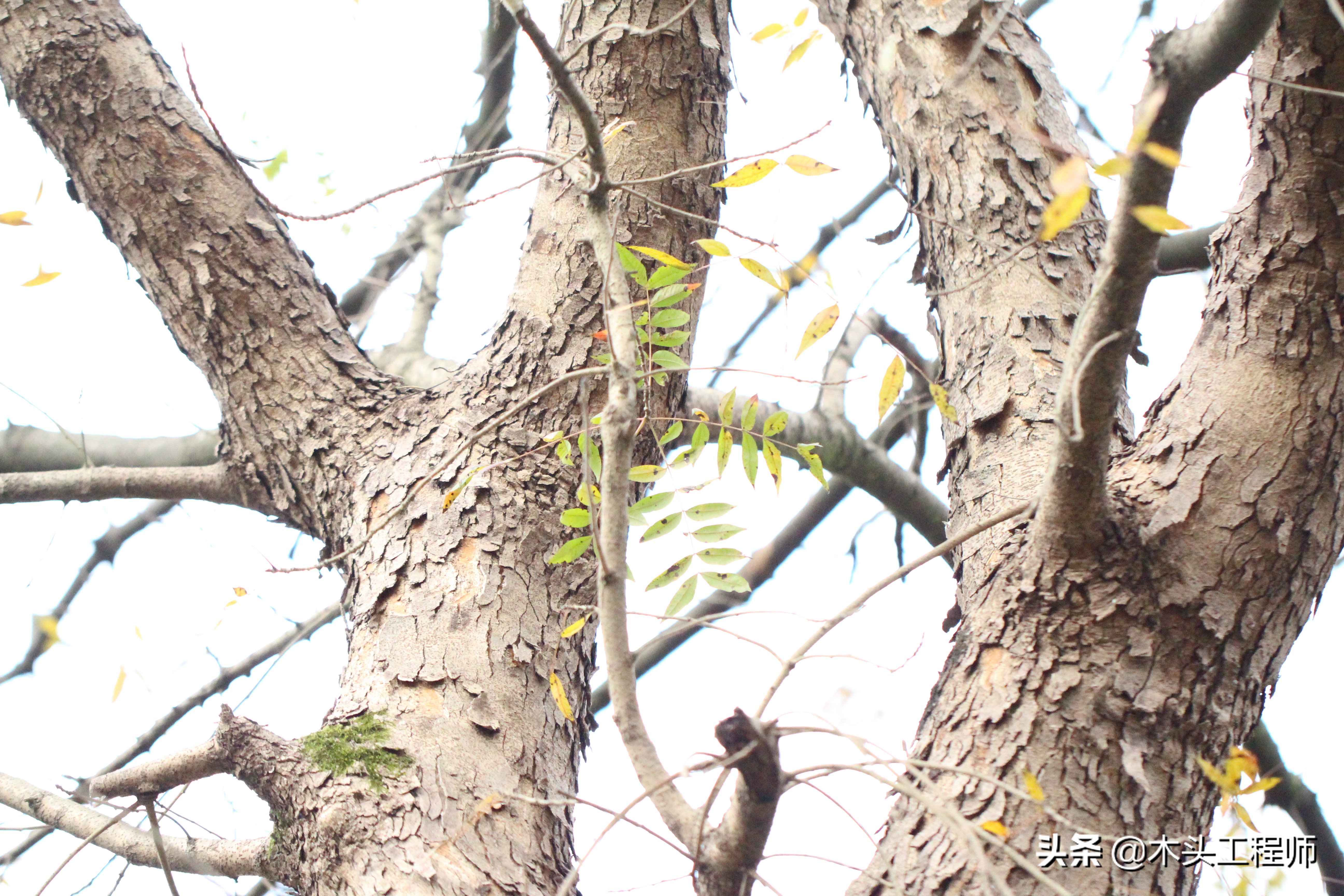 黄连木嫩叶怎么做菜,黄连木嫩芽吃法