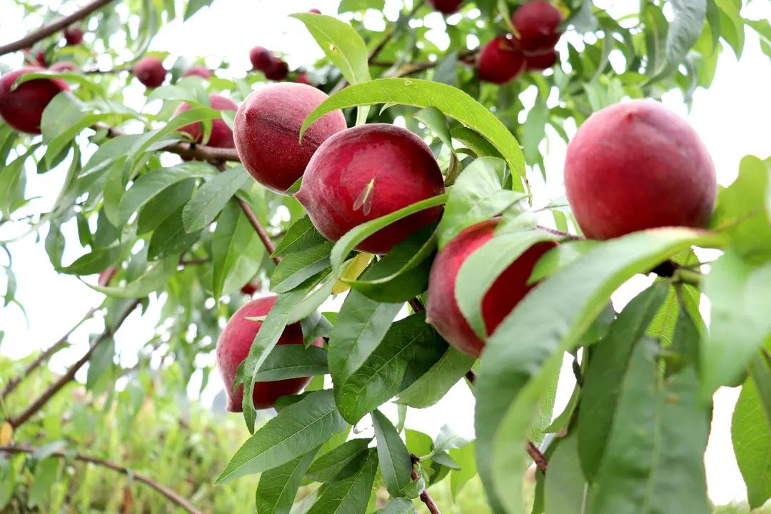果肉血红的是什么桃子,果肉是红色的脆桃