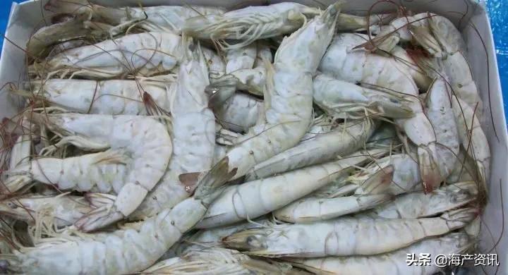 2020厄瓜多尔的虾要涨价吗,厄瓜多尔白虾最新报告