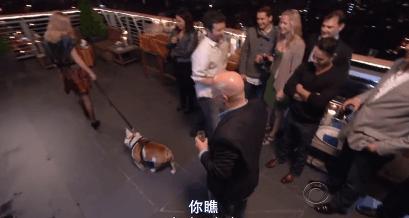 猫狗吃醋打架,吃醋的猫狗