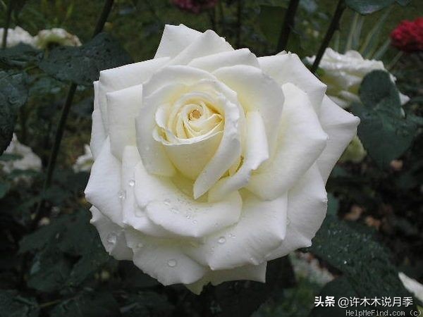 月季品种大全大图欣赏,美到窒息的月季品种图片