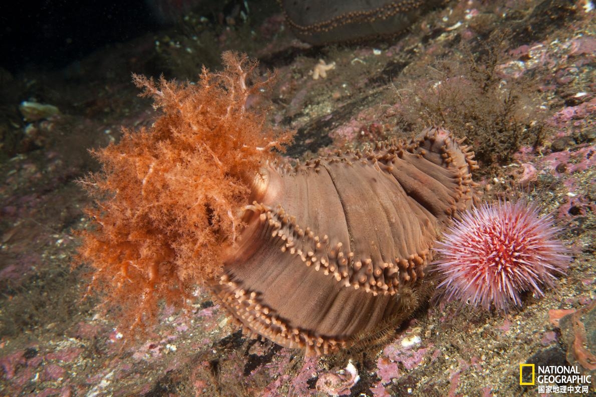 海参：膨胀的旅行者