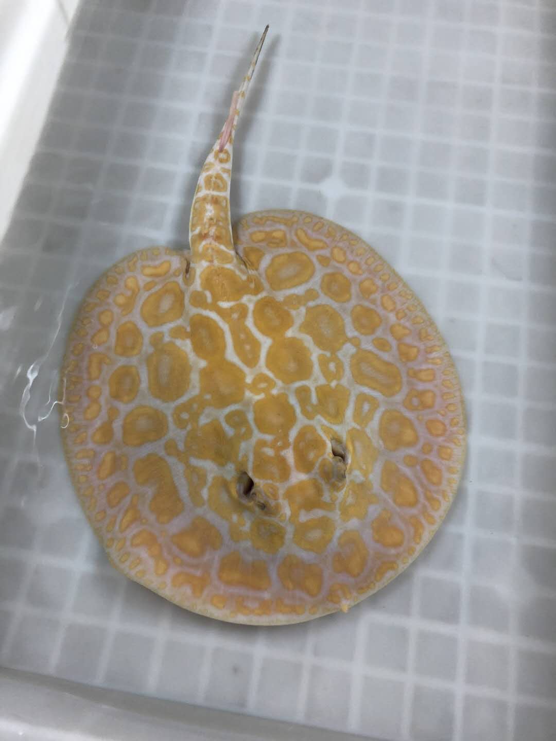 楠羽养鱼经全集,楠羽魟鱼