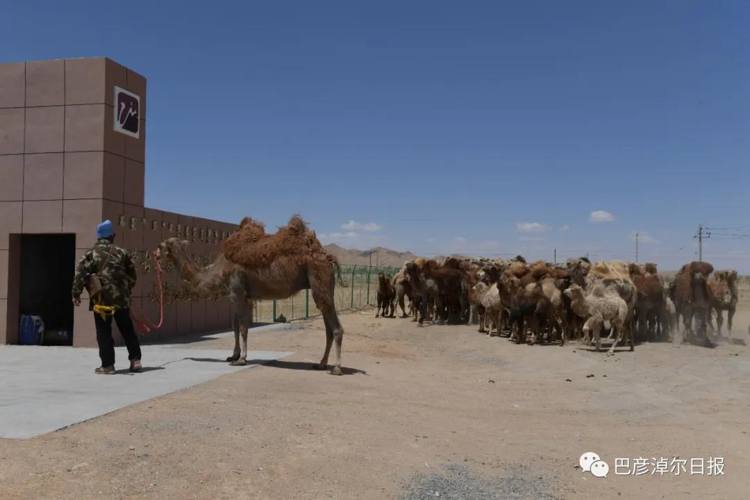 戈壁红驼，乌拉特草原上的珍珠