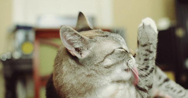 猫毛吸进肺里案例,猫的毛会吸进肺里吗