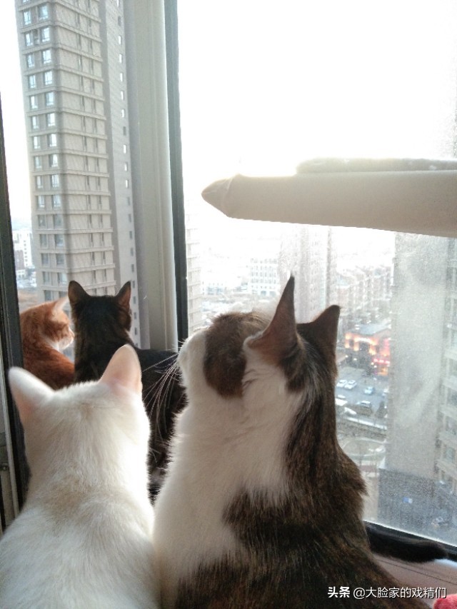 你这样的白橘猫,叫我怎能不爱?