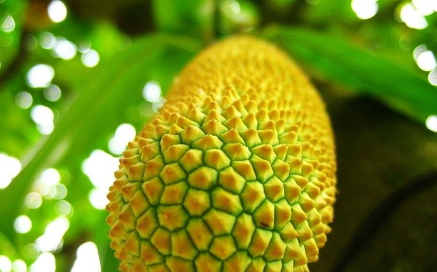 缅甸简介冷知识,国家冷知识大全缅甸