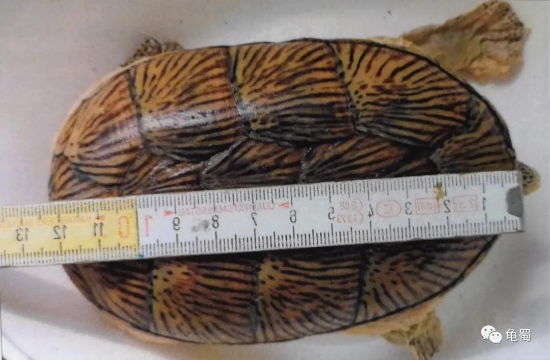 minimonster杭州,minimonster绘本