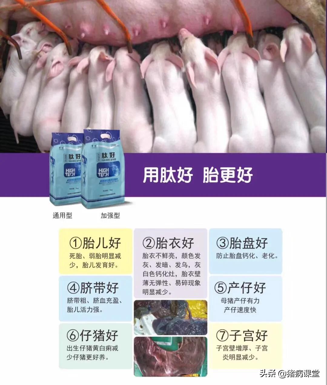 母猪常见疫病及防控措施,母猪怎么预防猪病