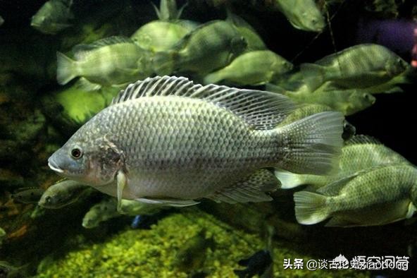 罗非鱼是哪来的，和鲫鱼有关系吗？