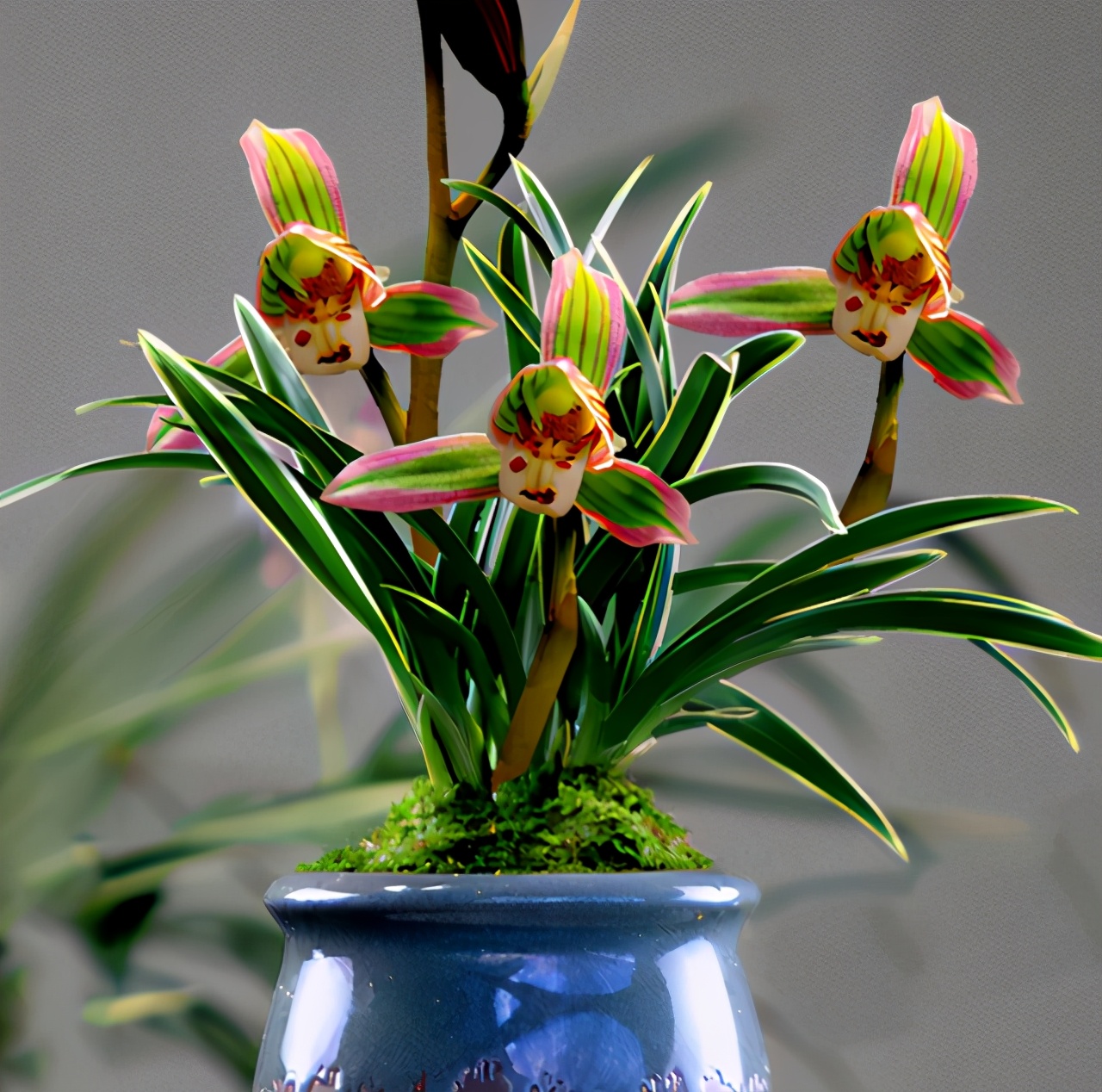 兰中极品“帝王妃”，花开双色，兰香浓郁，极具帝王气息