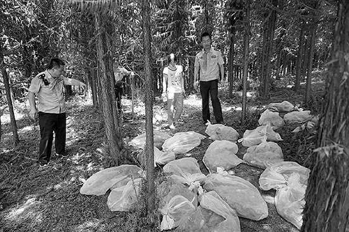 野猪跨越台湾海峡,野猪横跨长江