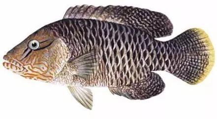 世界顶级海鲜鱼类,史上最完整鱼类海鲜图鉴