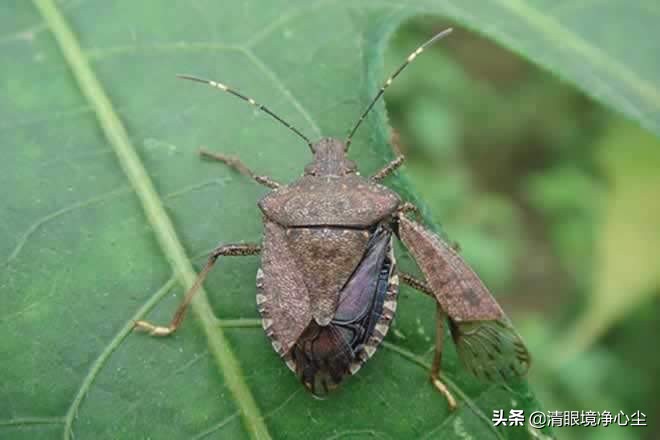 十大常见昆虫农村常见的20种昆虫,10种在家里可以找到的可怕昆虫