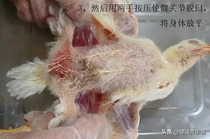 家禽与家禽解剖的不同点,家禽疾病诊断及解剖步骤