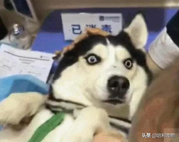 哈士奇被欺负躲在墙角,哈士奇又贱又怂