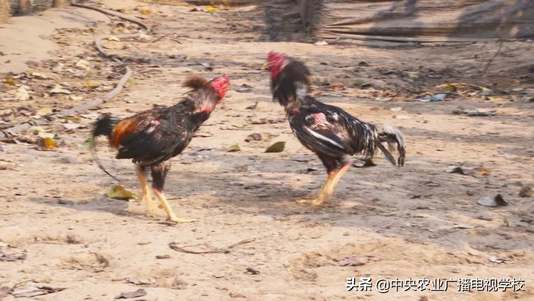 田间示范秀养鸡视频,田间示范秀节目