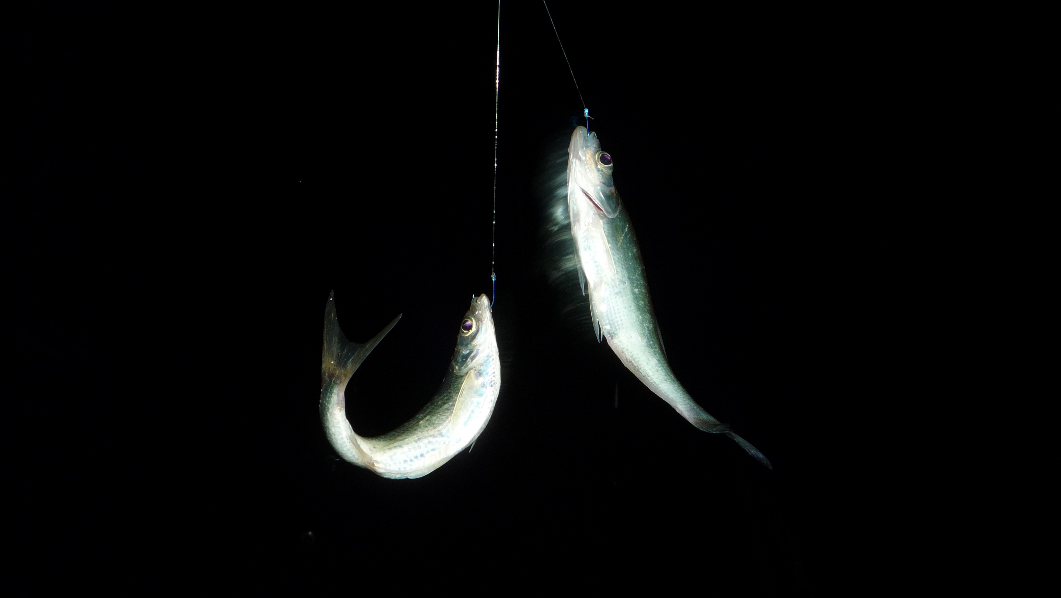 野钓钓饵最佳状态,野钓必备状态饵