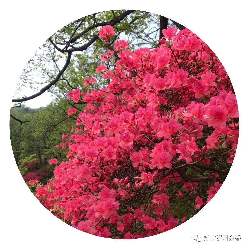 情满龟峰·诗涌花海