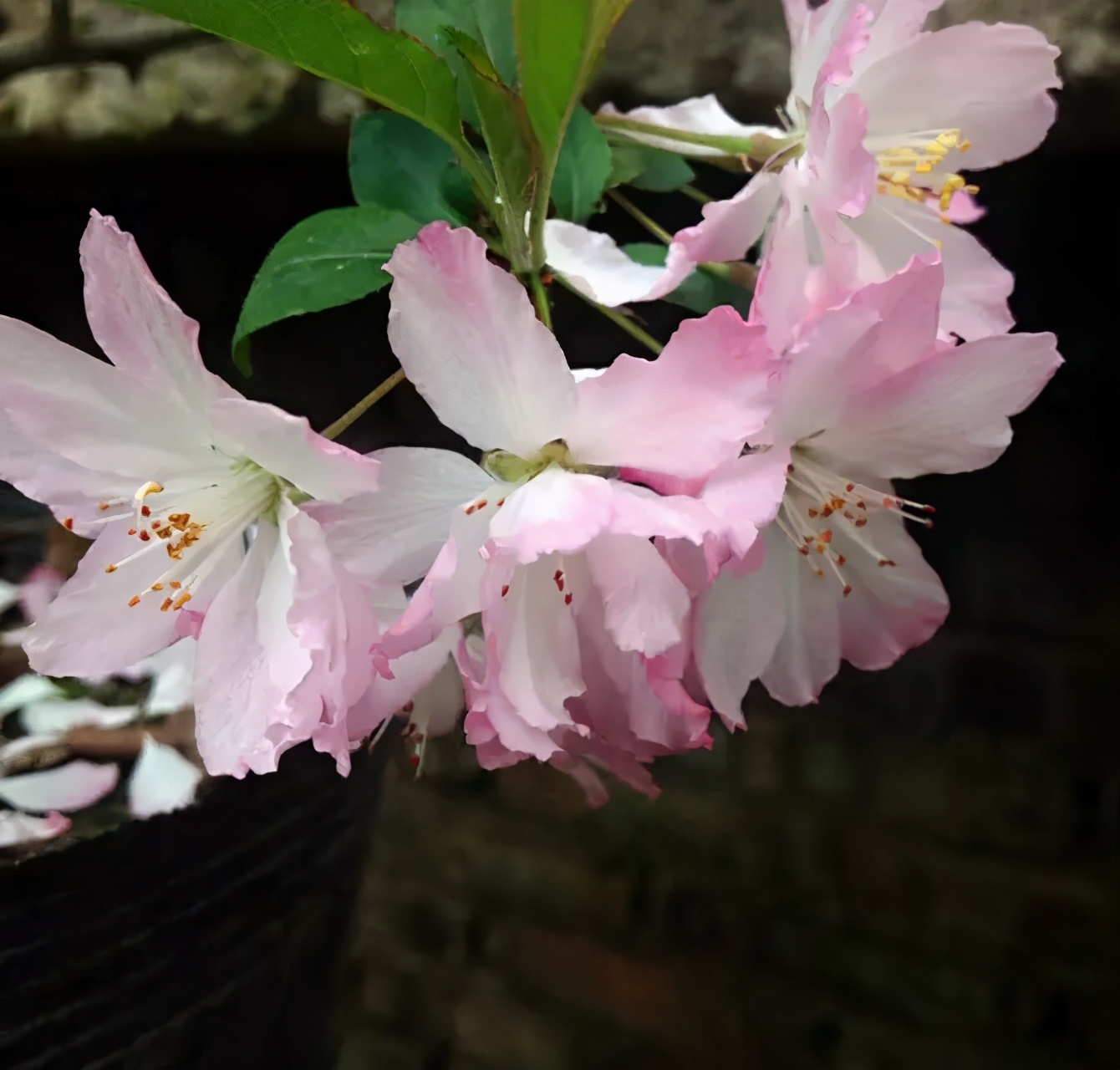 海棠施肥最佳时间和方法,海棠怎么施肥施什么肥