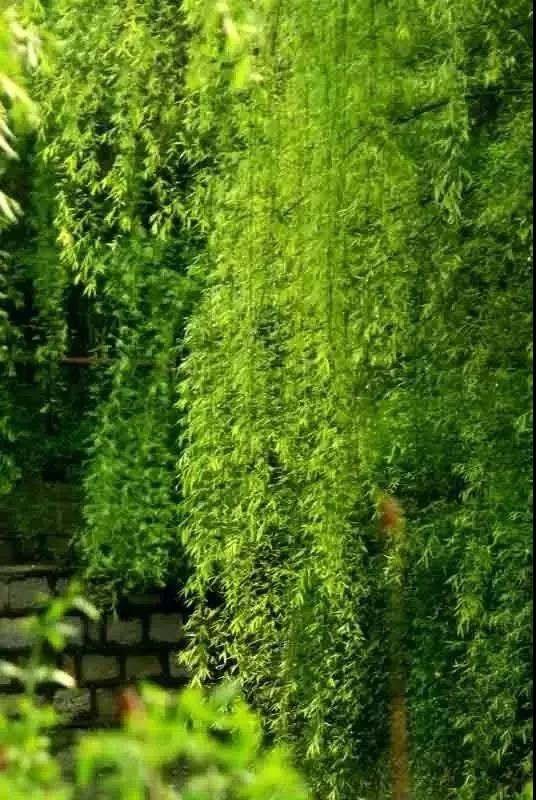 风吹竹叶响的古诗,风吹竹叶响的诗句