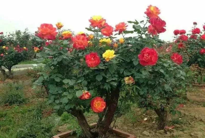 疫情期间农场经营的建议,疫情下农场经营