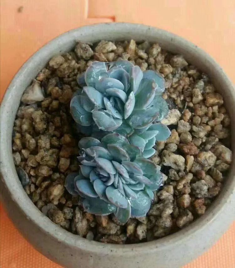 一花一世界多肉园艺,一花一世界一叶一菩提多肉植物