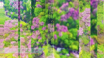 西安的夏天是什么颜色的,西安的春天有多美