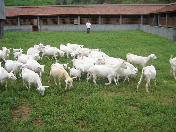 三万元养殖致富,回农村创业养什么最好