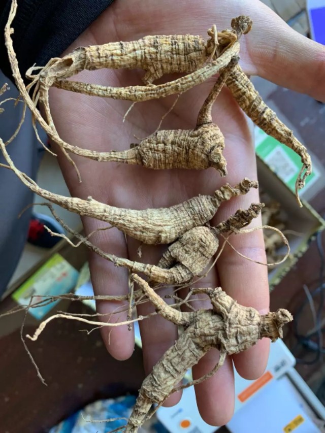 西洋参从哪里进的货,西洋参是从哪里传到中国的