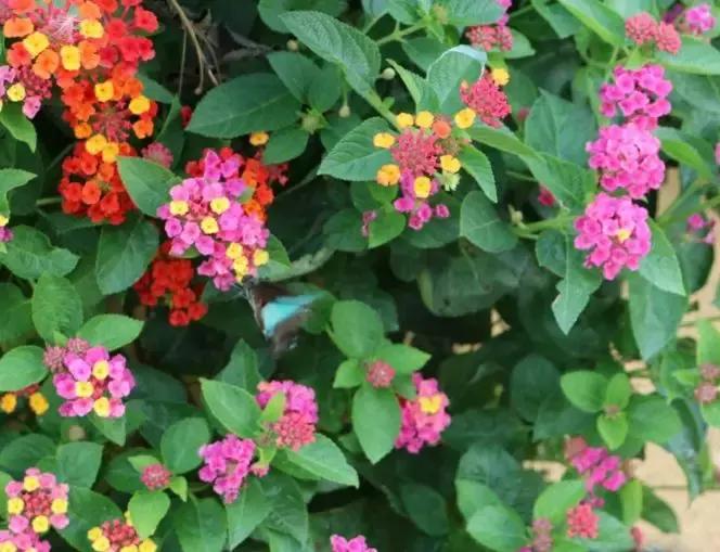 这10种花不怕晒,这3种花不能懒着养