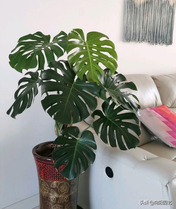 养花旺宅四种植物,十大最适合浇土的绿植