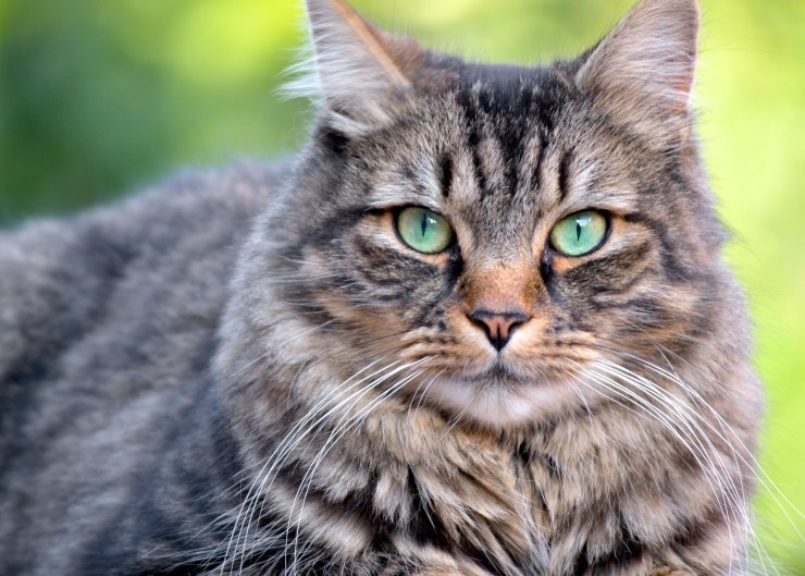 猫咪突然睁不开眼睛还一直流眼泪,猫咪突然耳聋怎么治