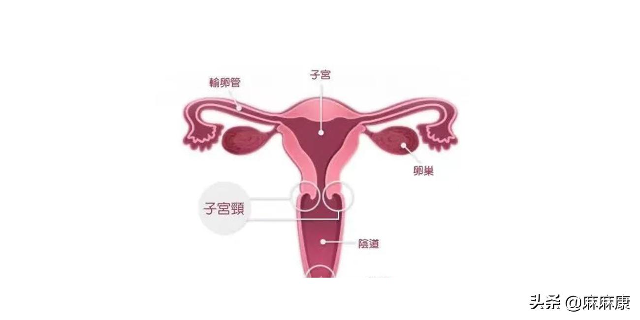 宫颈癌是什么原因引起的?这4种预防手段,很多人都遗漏了