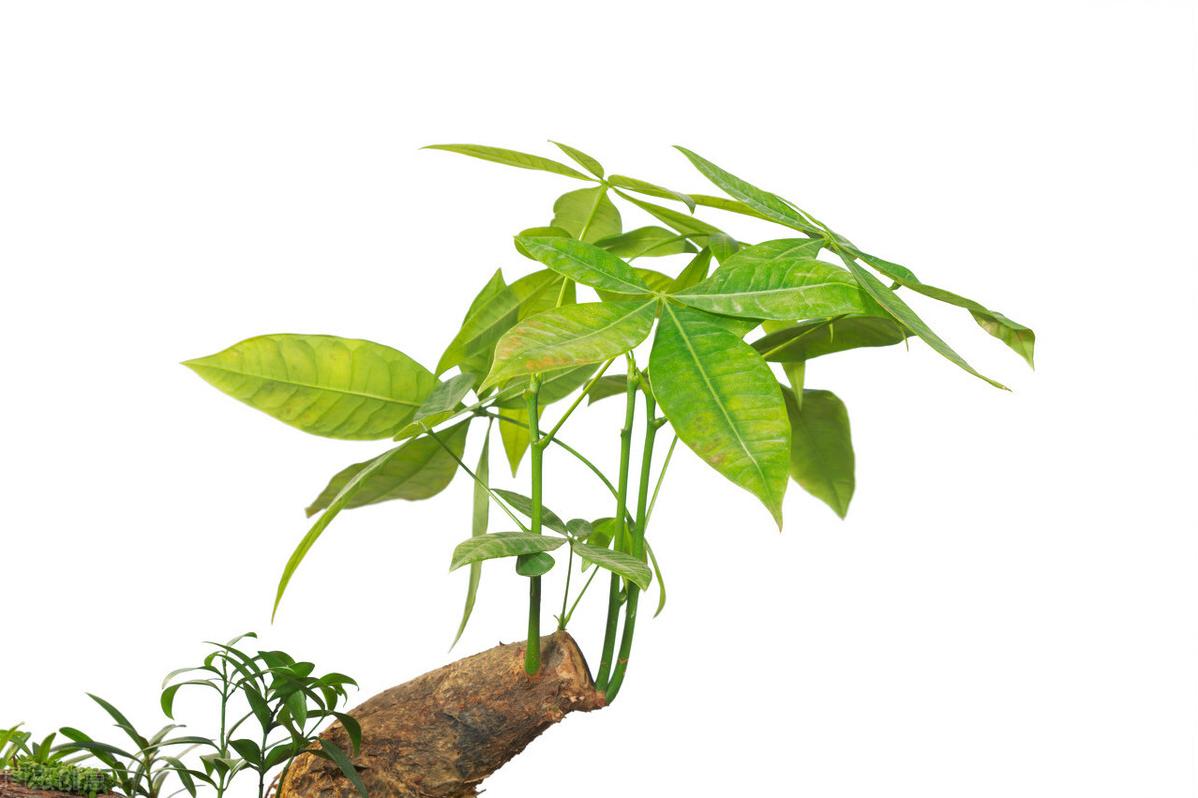 发财树花叶子枯萎了怎么救,发财树叶子发蔫下垂怎么拯救