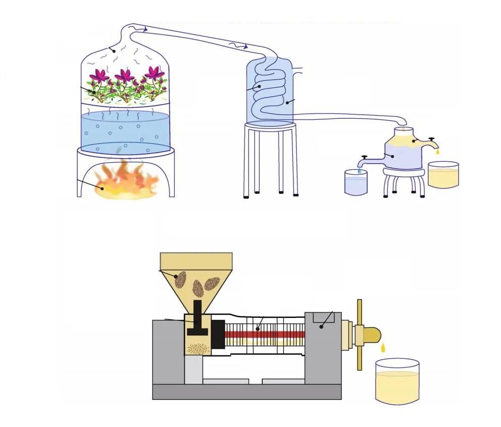 荷荷巴油的十大功效,荷荷巴油如何辨认真假