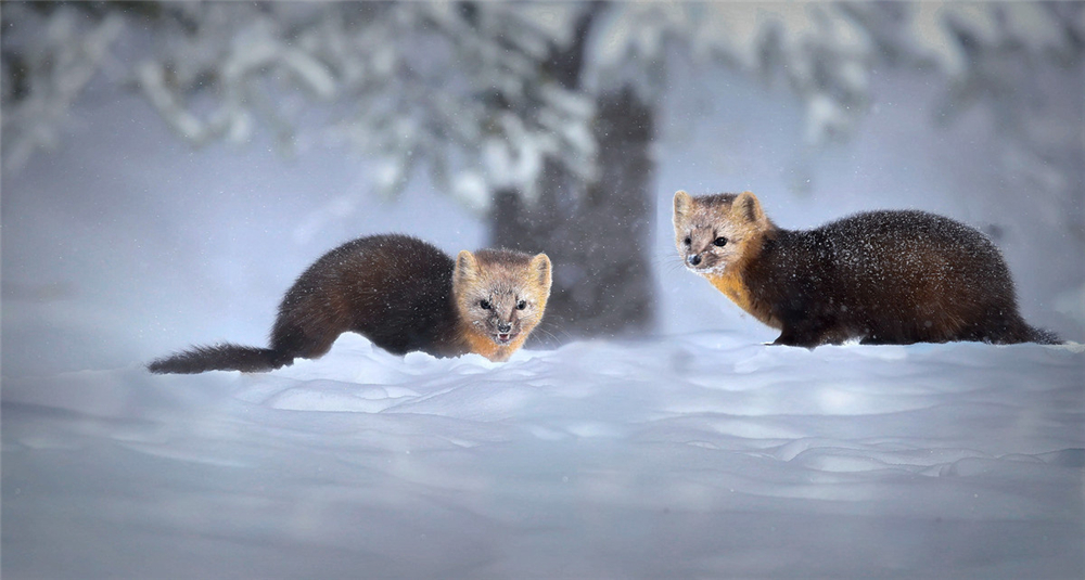 萌化延边发现珍稀紫貂,野生紫貂宝宝