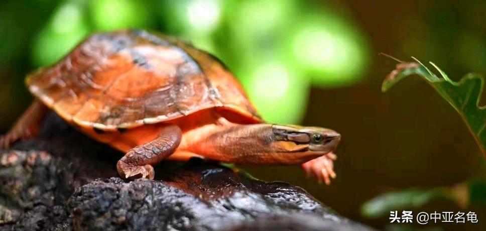 新手养水龟最好养什么龟,新手养半水龟哪个品种好