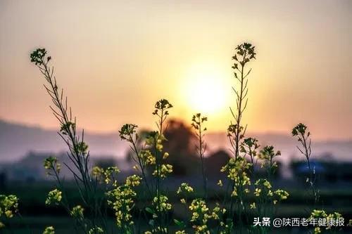 毒隐翅虫怎么来家里的,毒隐翅虫最佳治疗方法