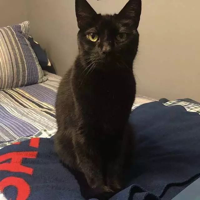 金毛犬去世猫咪舍不得它走,黑猫死后狗子伤心