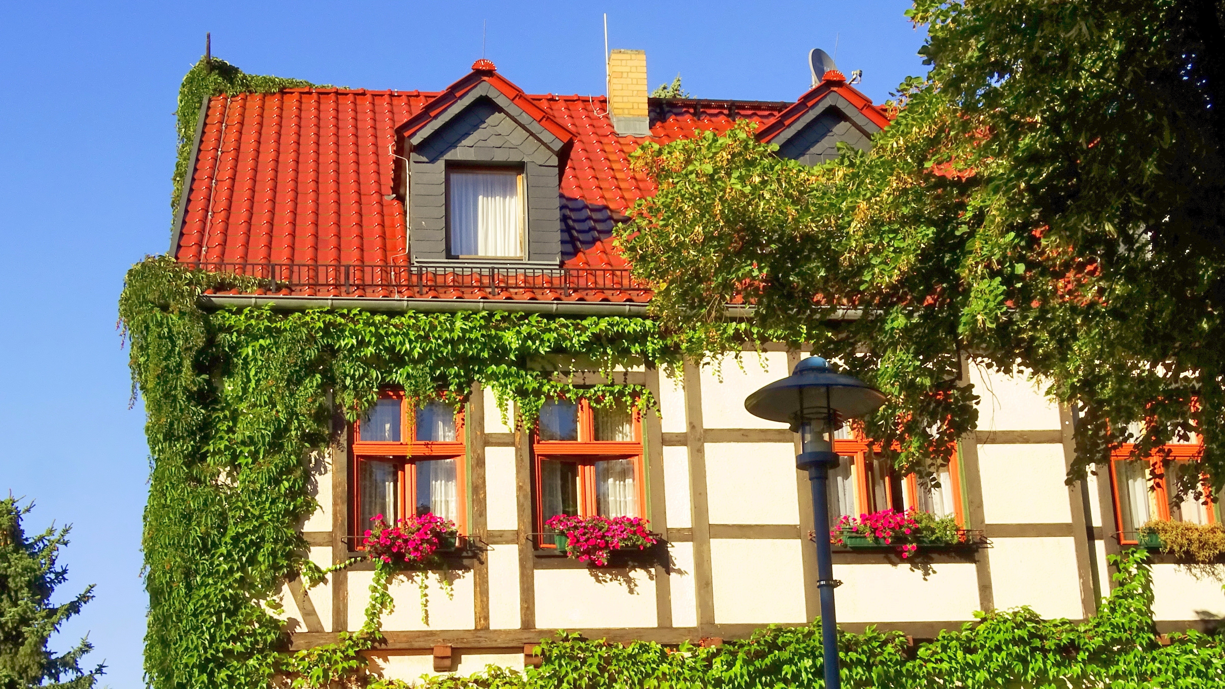 德国乡村风味的花园,德国花园里的植物