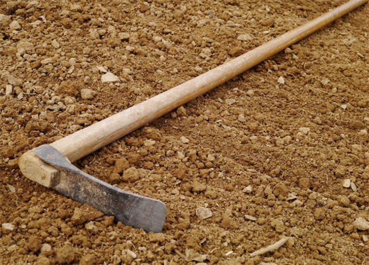 什么木材算是檀木树种,属于檀木的树都有什么