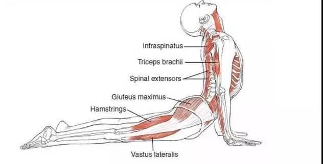 腰椎不好的瑜伽动作图片,腰椎痛瑜伽哪个体式可以缓解