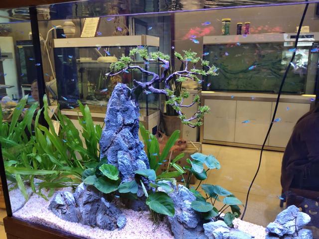 新鱼有鳃病怎么办,新鱼有了应激反应怎么办