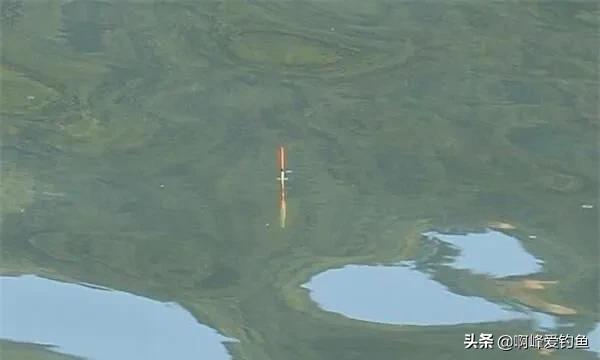 鲢鳙到底怎么钓才能钓得多,鲢鳙怎么才好钓